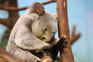 Fotobehang Koala Koala beer