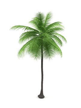 Green palm on a white background.