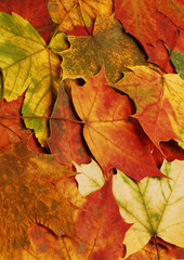 autumn leaves background