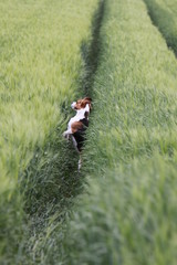 Beagle in einem Kornfeld