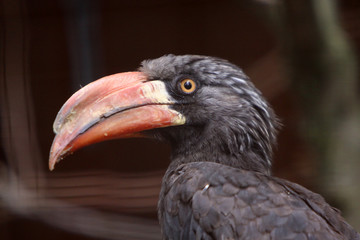 Kronentoko