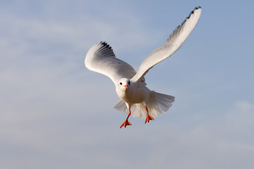 Möwe im Flug