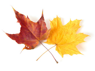 two autumnal leaves