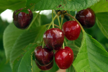 cherries