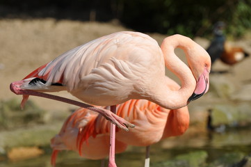 pink flamingo 3@zh