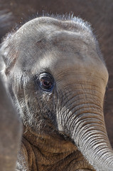 junger Elefant 5