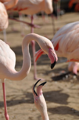 pink flamingo 7@zh