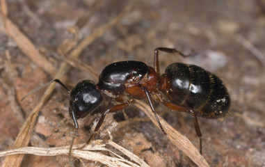 Red ant (Myrmica rubra) sitting on flower.