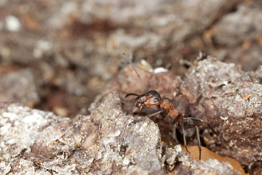 Horse ant (Formica rufa) on wood.