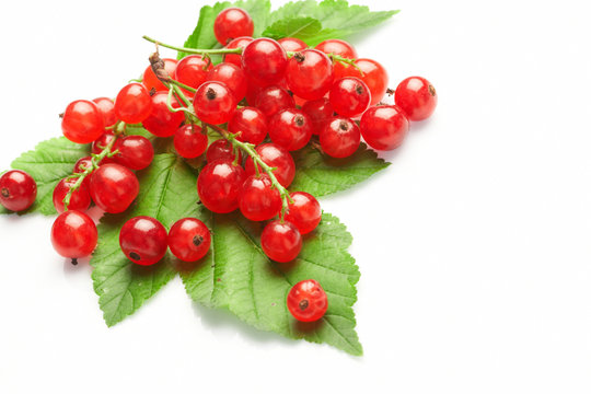 Red currant fruit and green leaves.