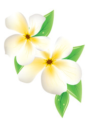 Frangipani flowers on white background