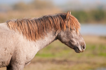 Cavallo selvatico