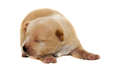 Obraz premium Chihuahua dog on white background