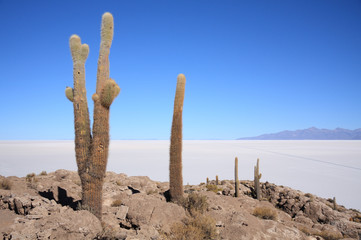 Cacti on the Isla del Pescado