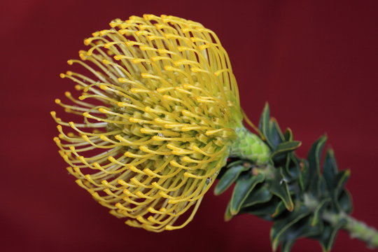 Leucospermum Flower