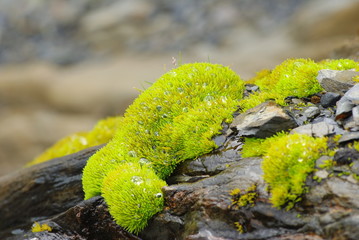 Wasserperlen im Moos