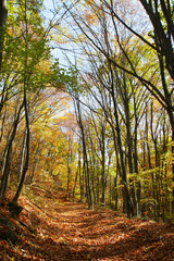 Fototapeta premium autumn forest