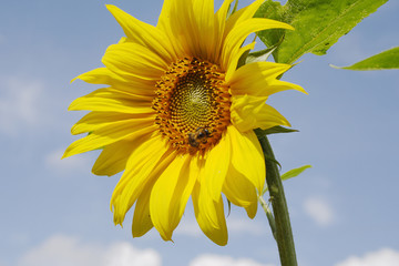 Sunflower and bee