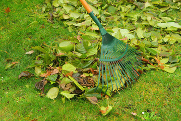 Laub harken - leaves rake 11