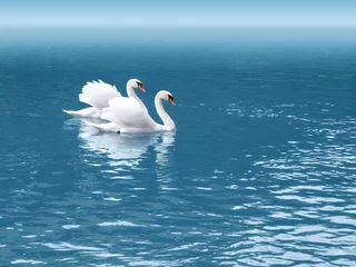 Gordijnen two swan © magann