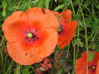 Fototapeta premium Mohnblüte