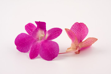 orchidea su sfondo bianco