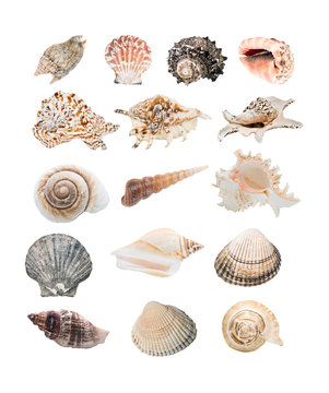 Selection of different seashells.