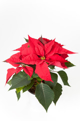 isolated red poinsettia