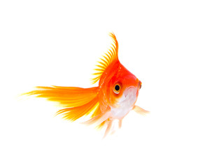 Gold fish. Isolation on white