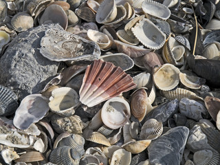 shells