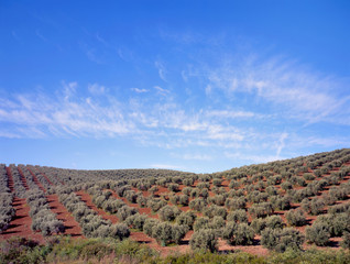 Fototapeta na wymiar Drzewa oliwne