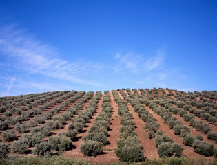 Olive trees
