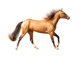 Fototapeta na wymiar akhal-teke koń samodzielnie na białym tle