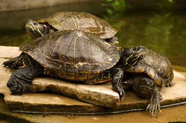 Fototapeta premium Turtles