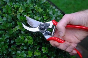 pruning
