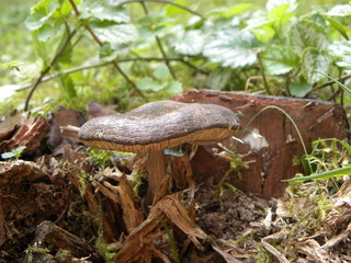 mushroom