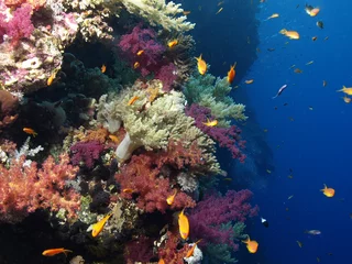 Fotobehang Duiken koraal