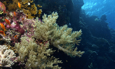 Naklejka na ściany i meble koral
