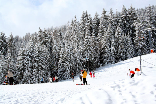 Skiers and alpine forest