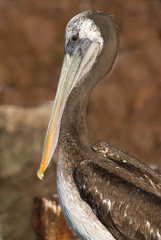 Pelican Closeup