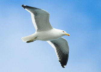 Kelp Gull in Flight