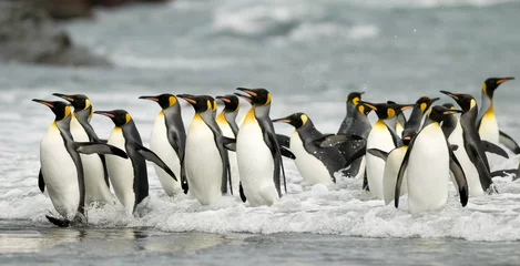 Rolgordijnen Pinguïn Koningspinguïns in de branding