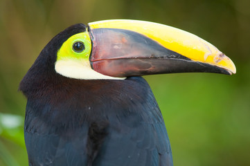 Chestnut-mandibled Toucan or Swainsons Toucan