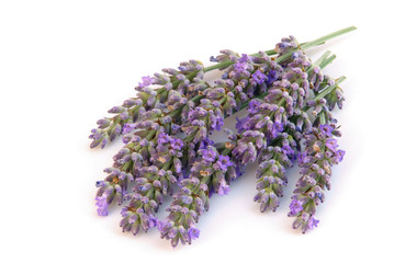 Lavendel freigestellt - lavender isolated 01