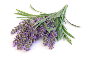 Lavendel freigestellt - lavender isolated 02