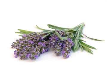 Lavendel freigestellt - lavender isolated 04