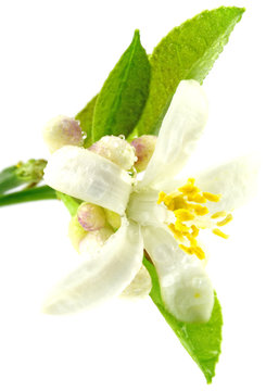 fleur blanche, boutons floraux agrume fond blanc