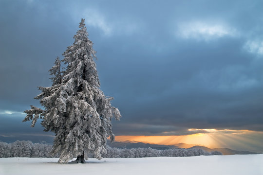 Weihnachtsbaum