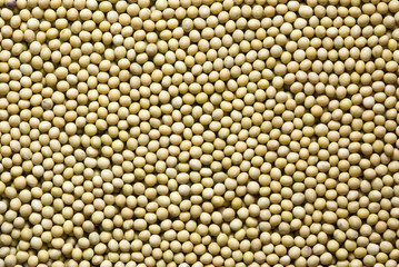 soya beans closeup backgrounds