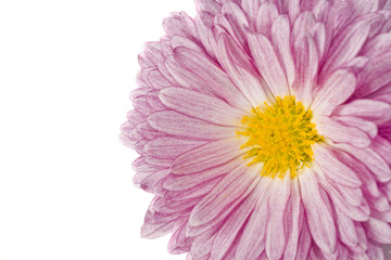 Macro of golden-daisy or chrysanthemum over white